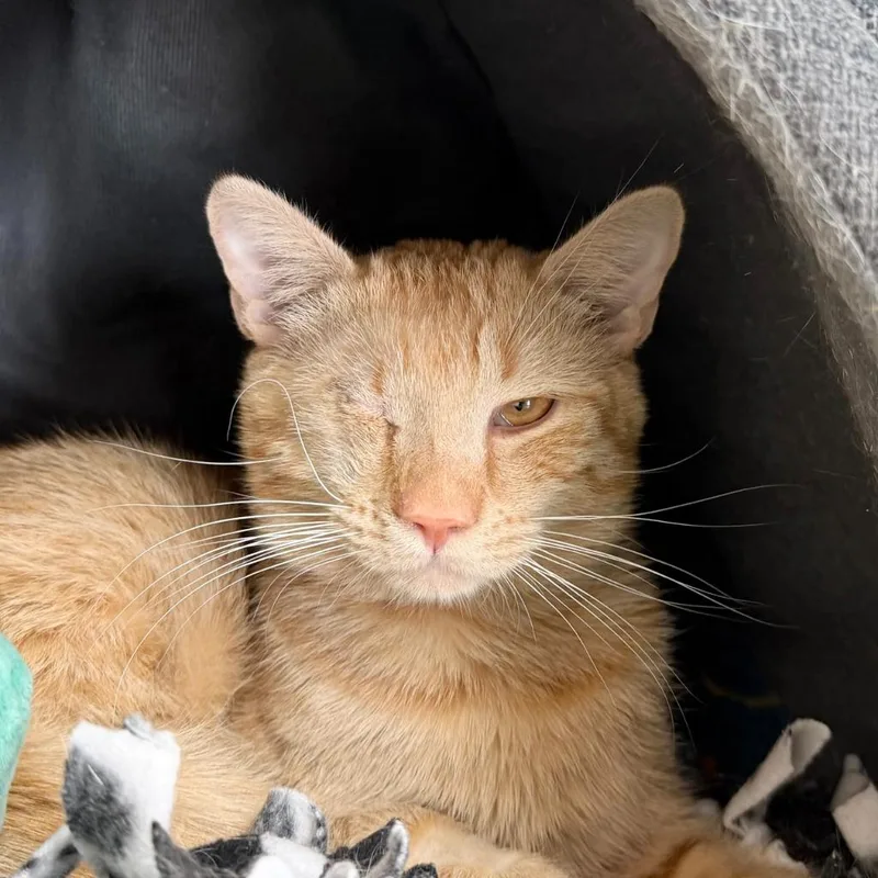 A young small-sized male Domestic Short Hair cat named Tooter for adoption in State College, PA
