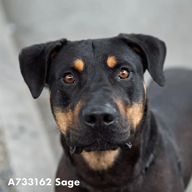 An adult large-sized male Rottweiler dog named Sage for adoption in Sacramento, CA