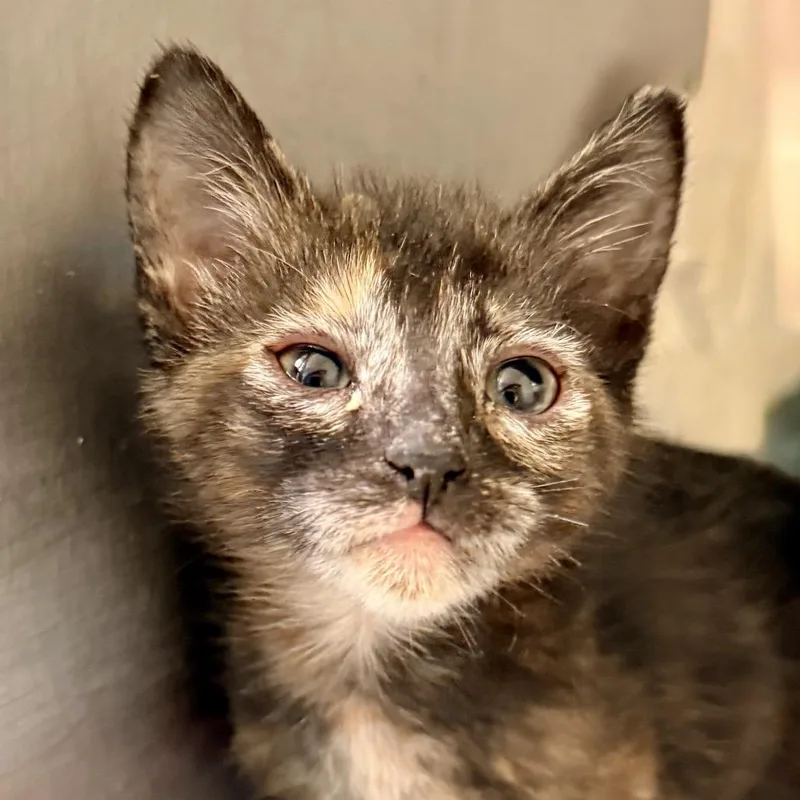A baby small-sized female Black Domestic Short Hair cat named Conchita for adoption in Palm Springs, CA