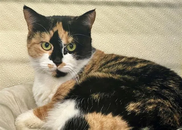 An adult large-sized female Domestic Short Hair cat named India for adoption in Norfolk, VA
