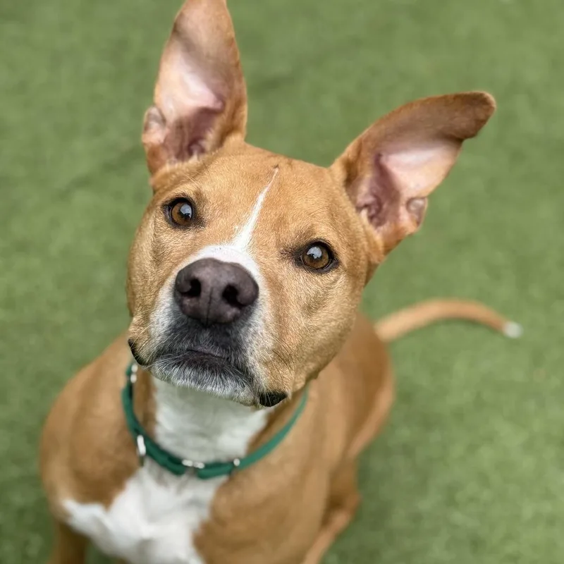 An adult medium-sized female Brown / Chocolate Pit Bull Terrier dog named Smooch for adoption in Greensboro, NC