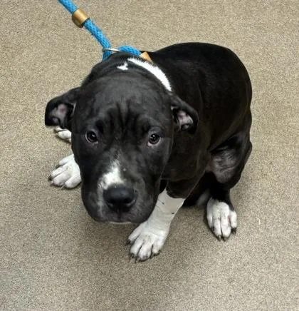 A young medium-sized male Mixed Breed dog named Son Son for adoption in Chamblee, GA