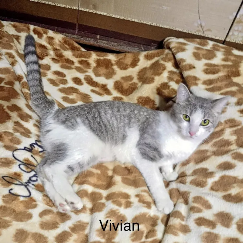 Vivian Meet me at