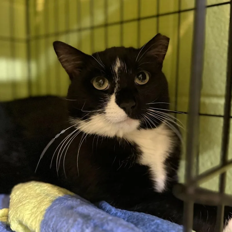 An adult medium-sized male Domestic Short Hair cat named Binkie for adoption in South Bend, IN