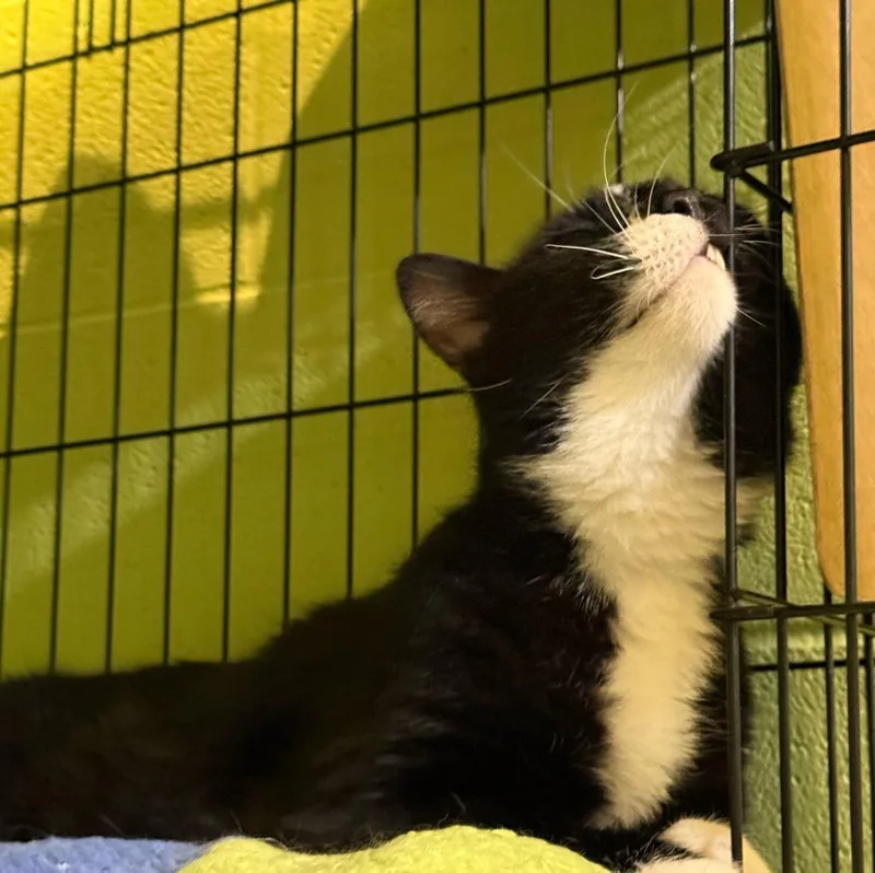 Binkie thumbnail 4