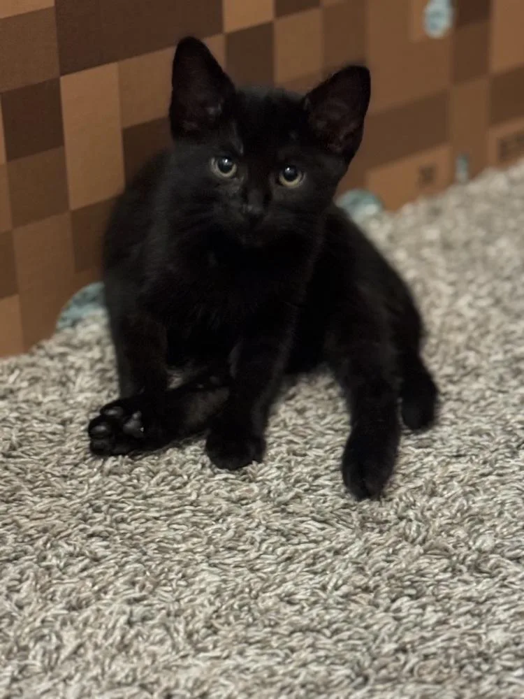 A baby small-sized male Domestic Short Hair cat named Black Panther for adoption in Dallas, TX