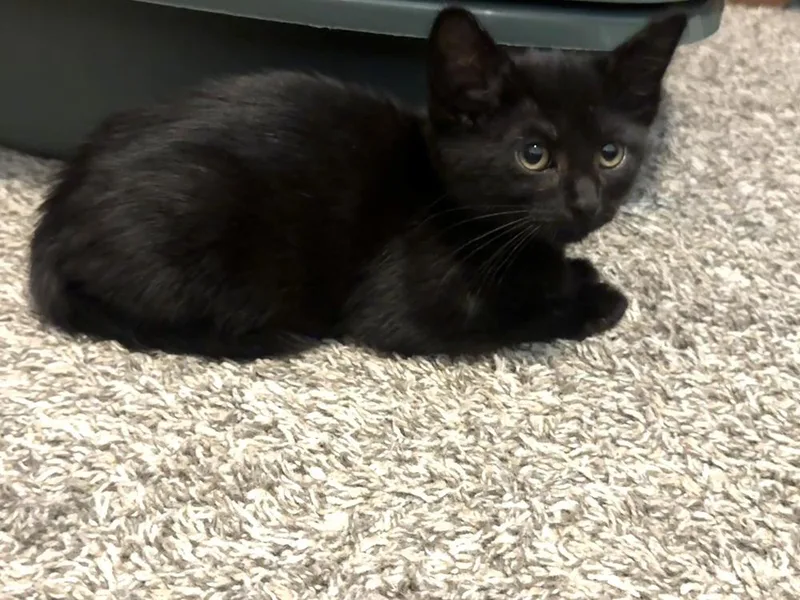 Black Panther thumbnail 2