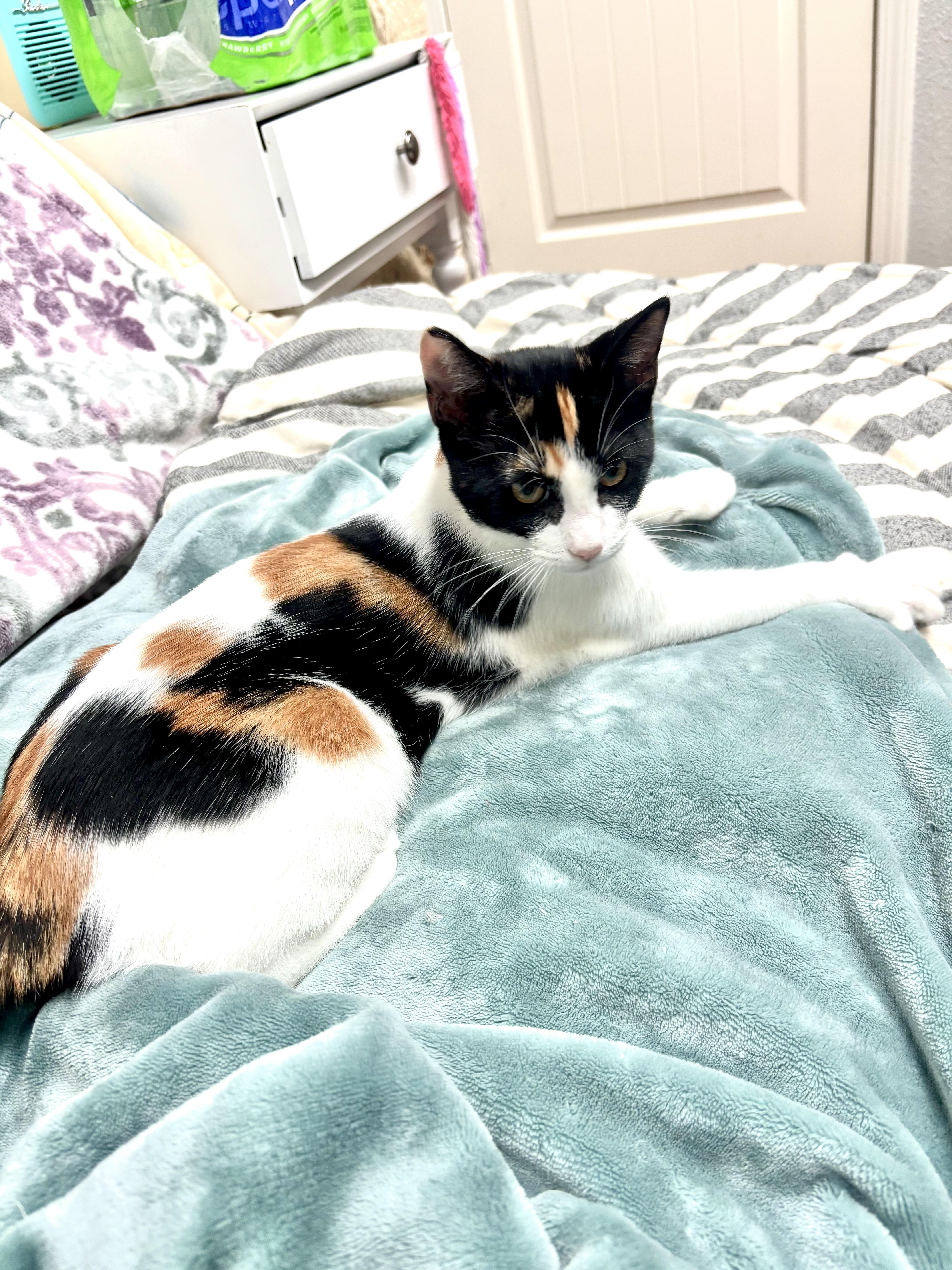Nala thumbnail 2
