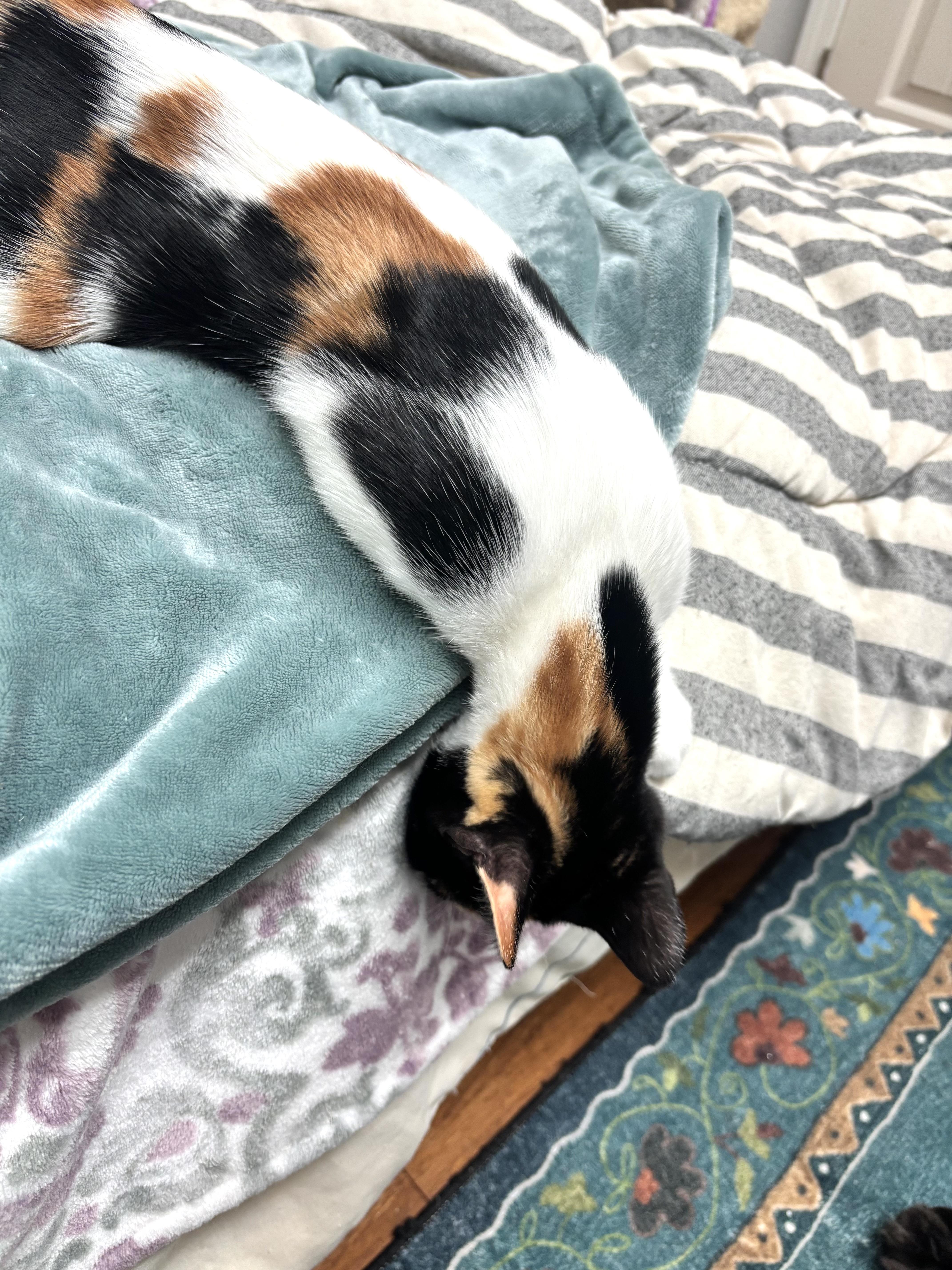 Nala thumbnail 4