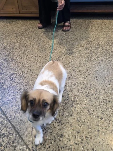 A young medium-sized female Cocker Spaniel dog named A for adoption in Tracy, CA