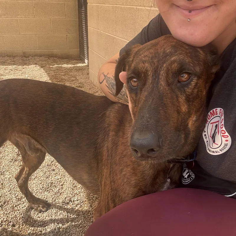 A young medium-sized male Pointer dog named Rex for adoption in Phoenix, AZ