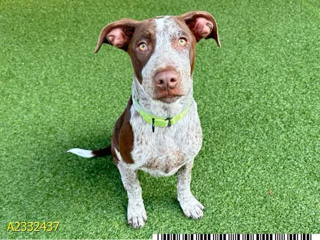 A young small-sized male Mixed Breed dog named Brandon for adoption in West Palm Beach, FL