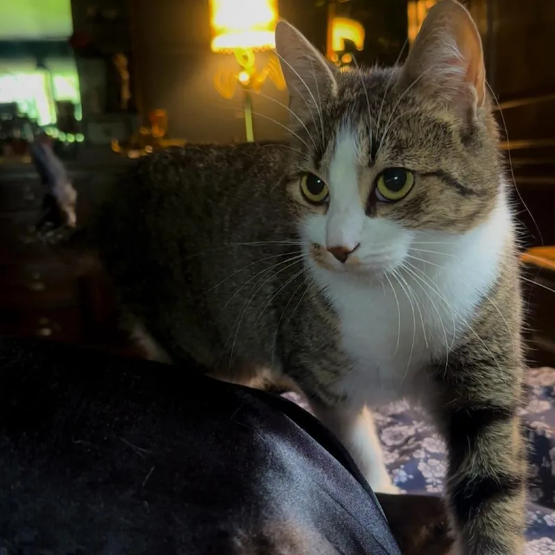 An adult medium-sized female Black Domestic Short Hair cat named A Blossom for adoption in Centralia, WA