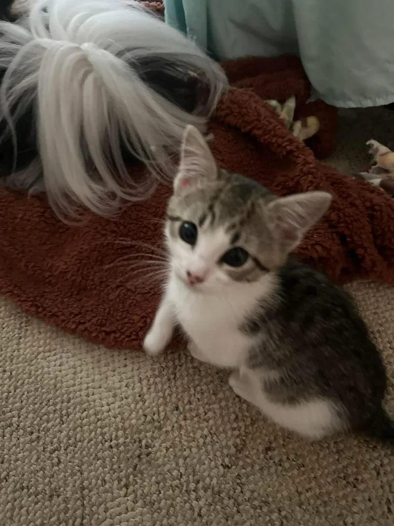 A baby medium-sized male Domestic Short Hair cat named Tiger for adoption in Highland, NY