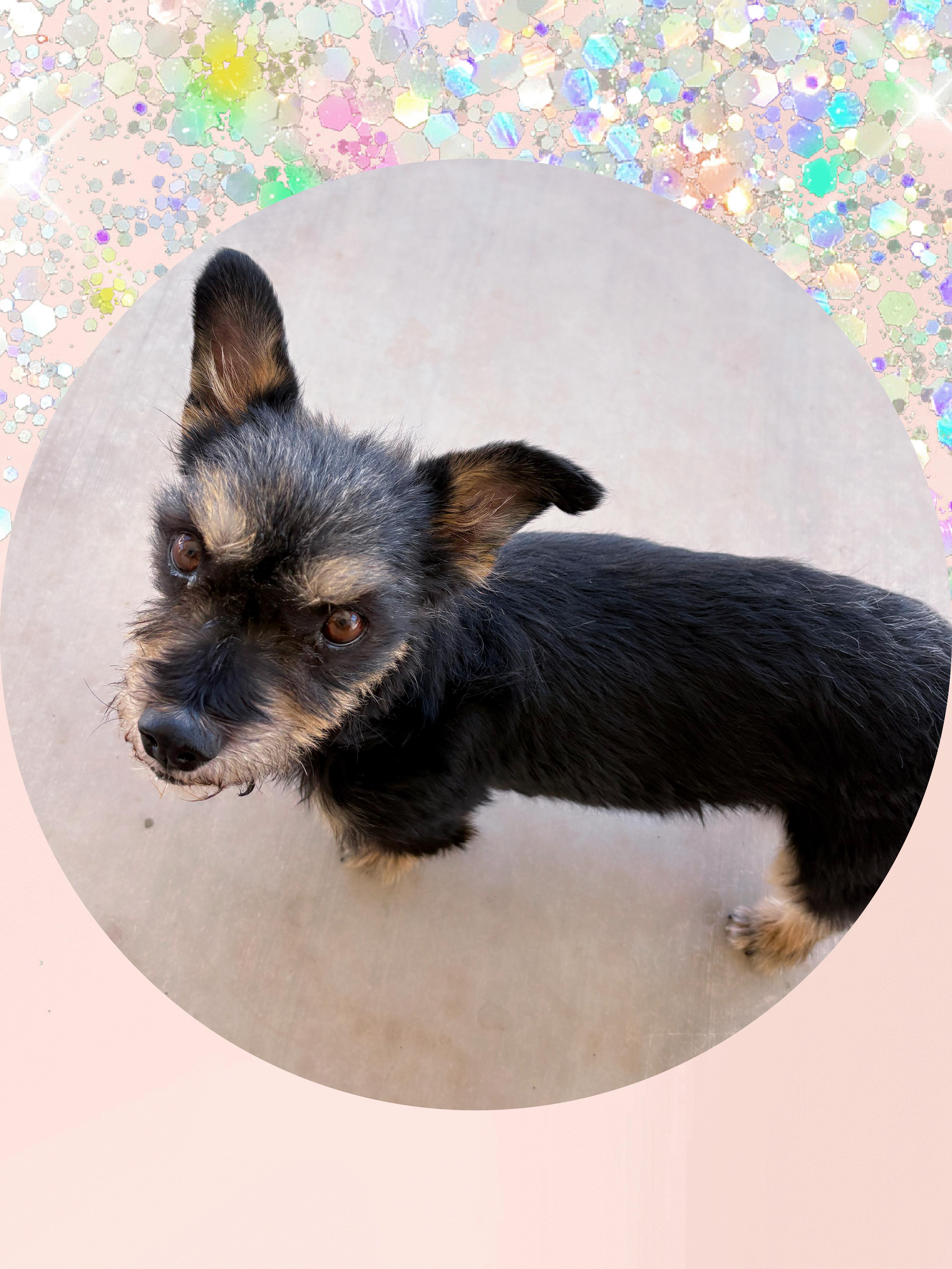 Coco Cutie thumbnail 2