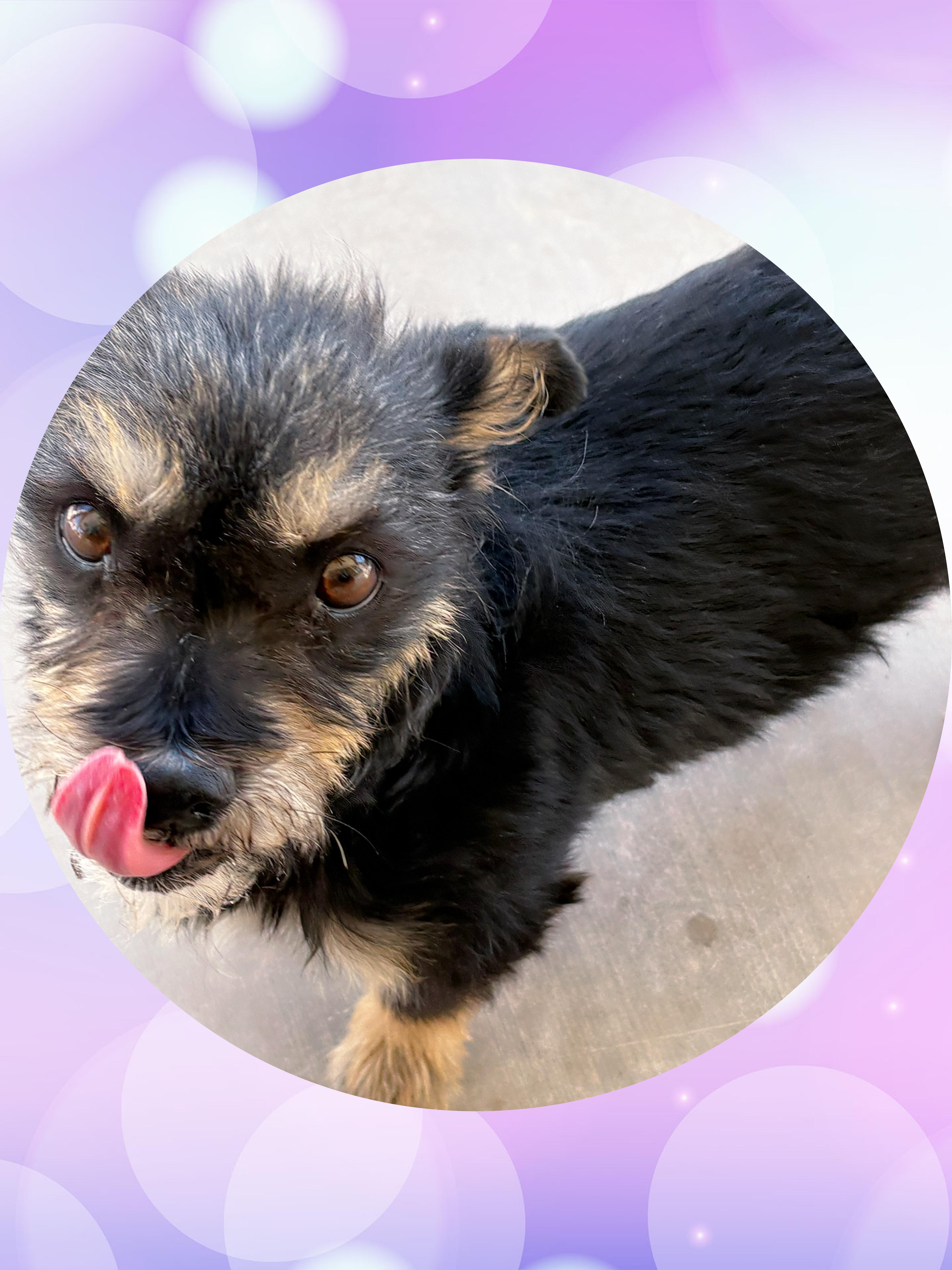 Coco Cutie thumbnail 3
