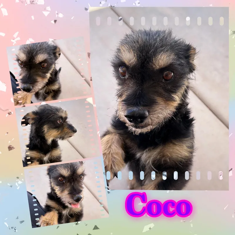 Coco Cutie thumbnail 4
