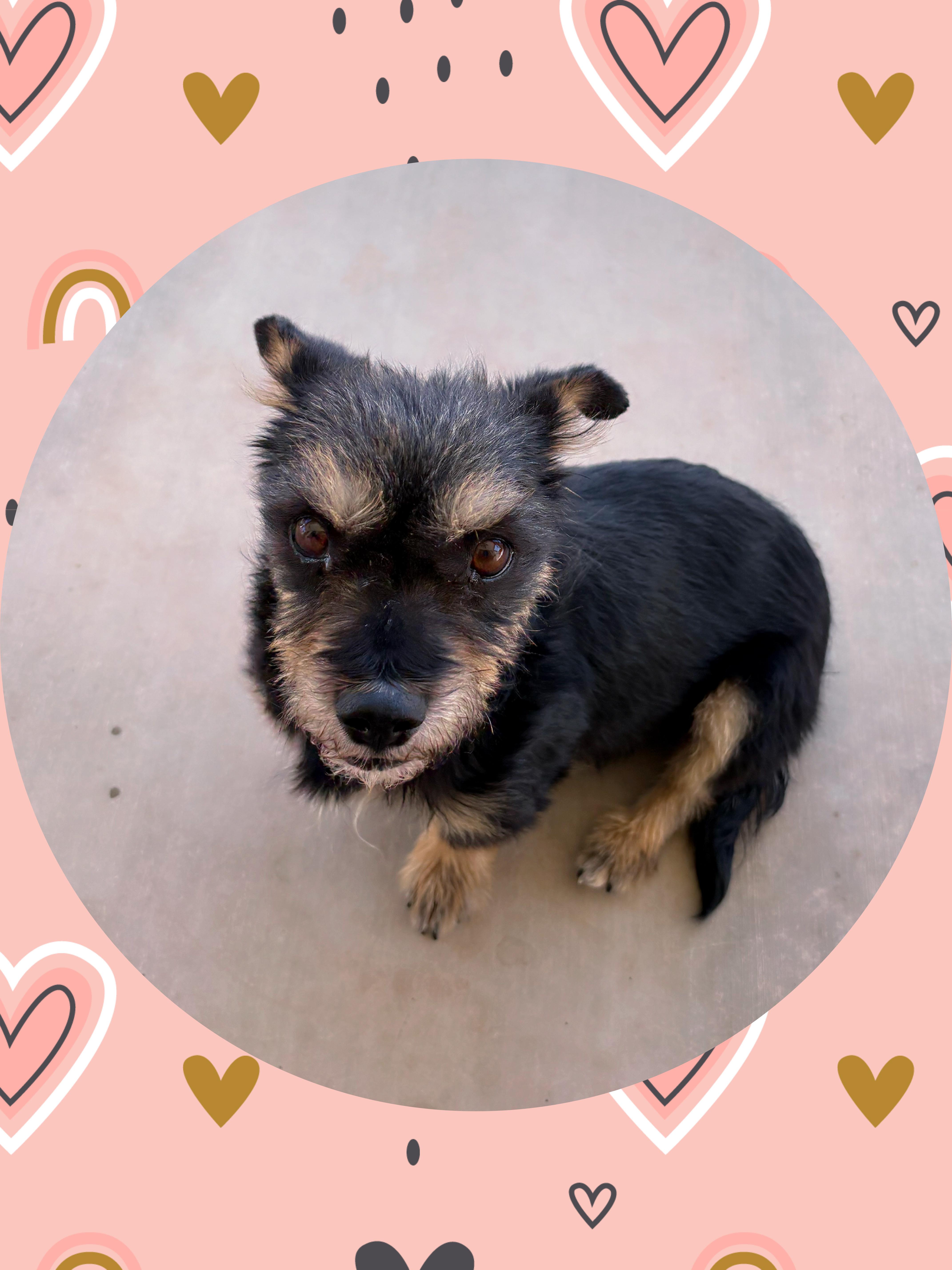 Coco Cutie thumbnail 5