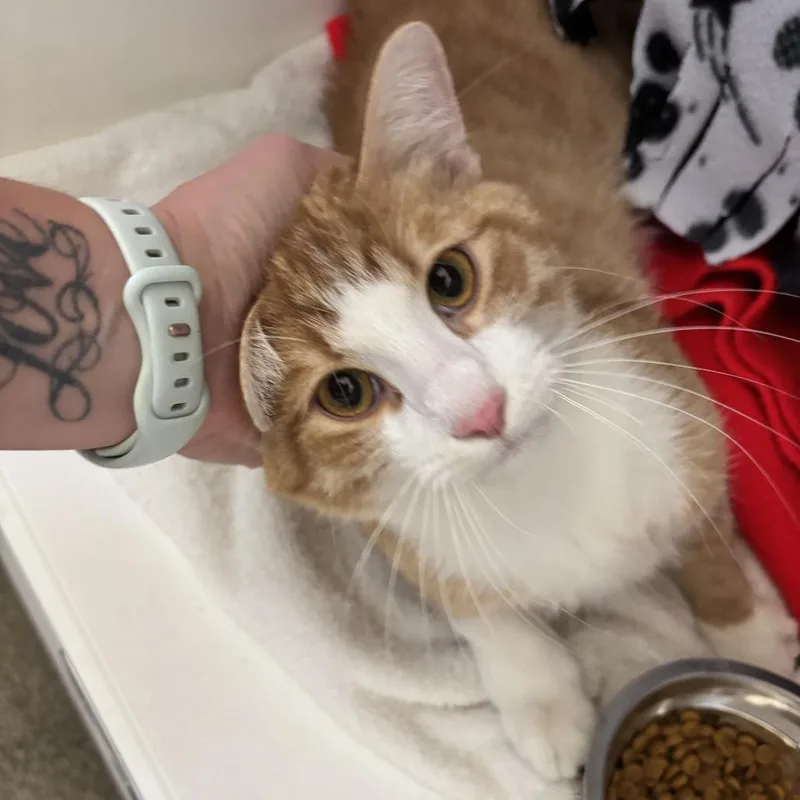 A young large-sized male Orange / Red Domestic Short Hair cat named Tabby for adoption in Council Bluffs, IA