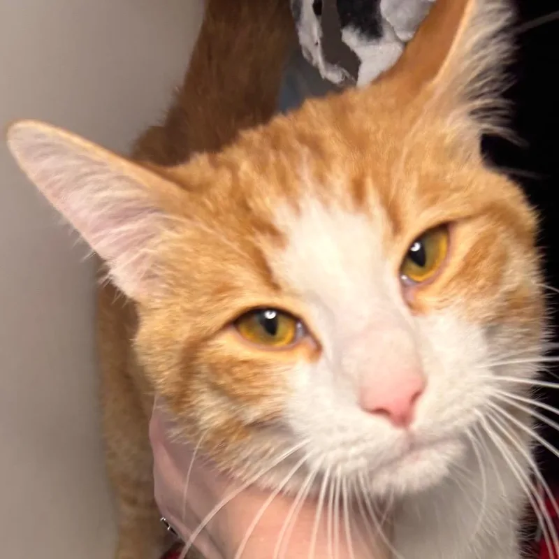 Tabby thumbnail 2