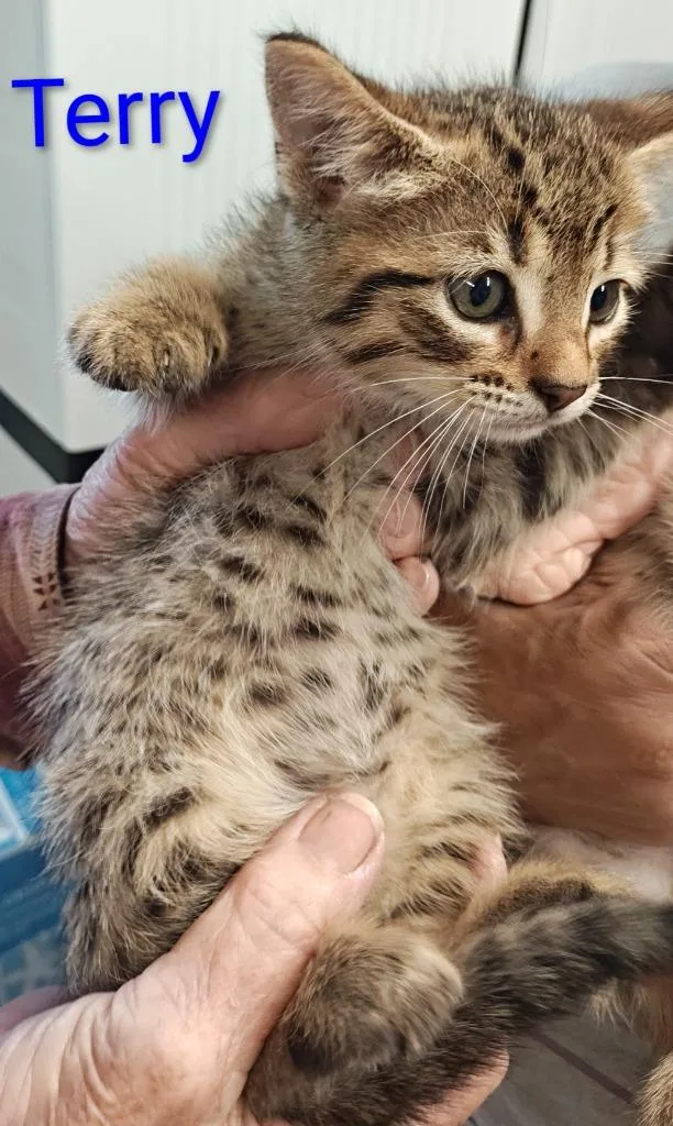 A baby small-sized male Domestic Short Hair cat named Terry for adoption in Mena, AR