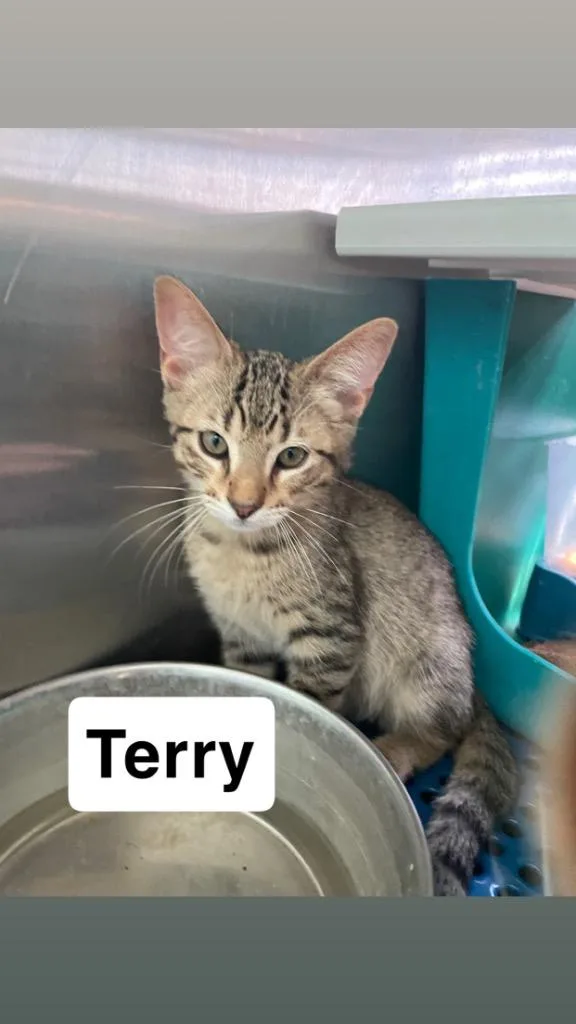Terry thumbnail 2