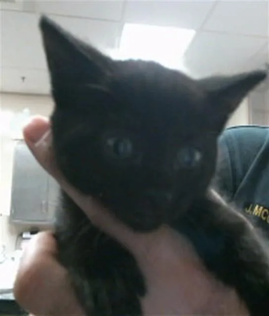 A baby small-sized female Domestic Short Hair cat named A for adoption in Sacramento, CA