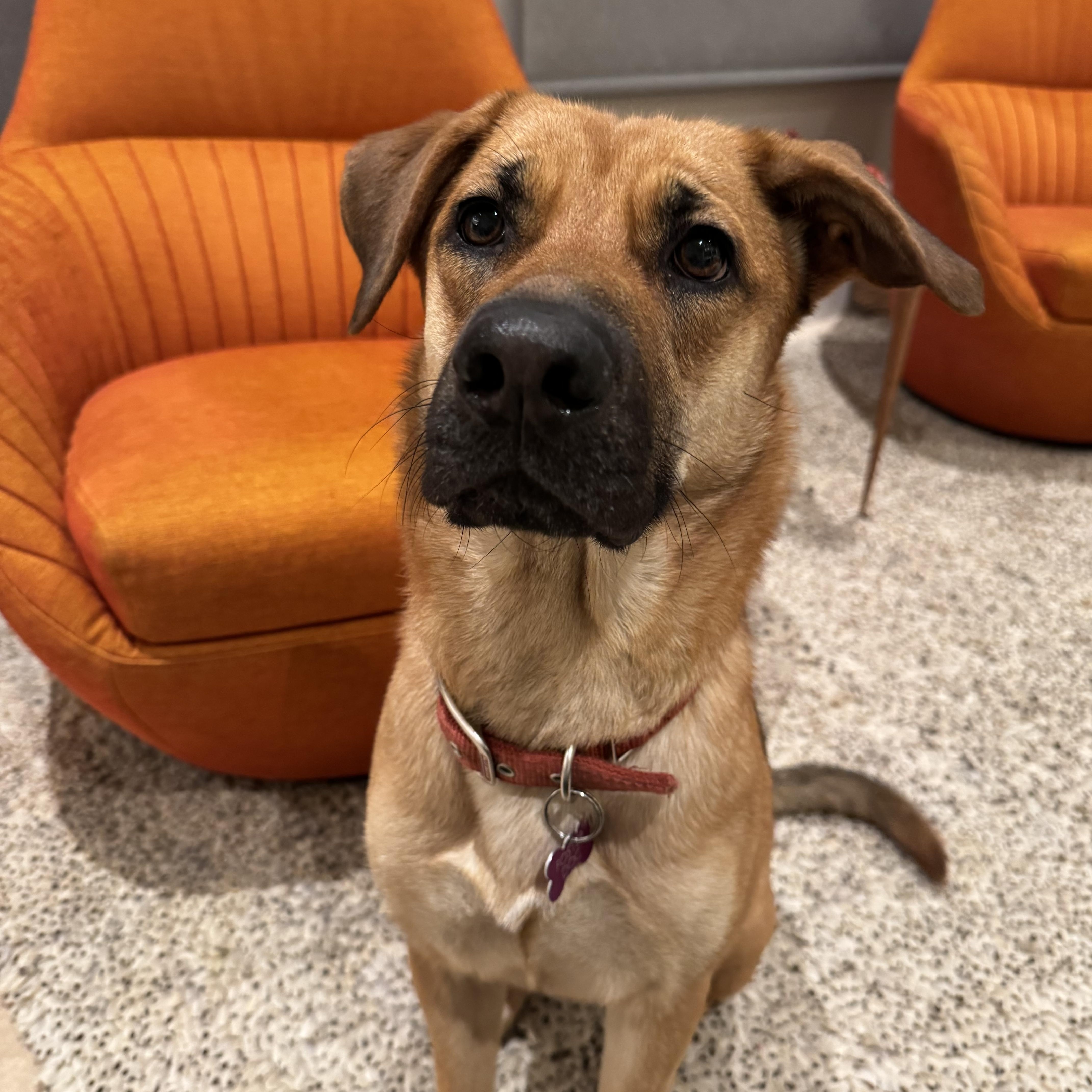 A young medium-sized female German Shepherd Dog dog named Renee for adoption in oriskany, NY