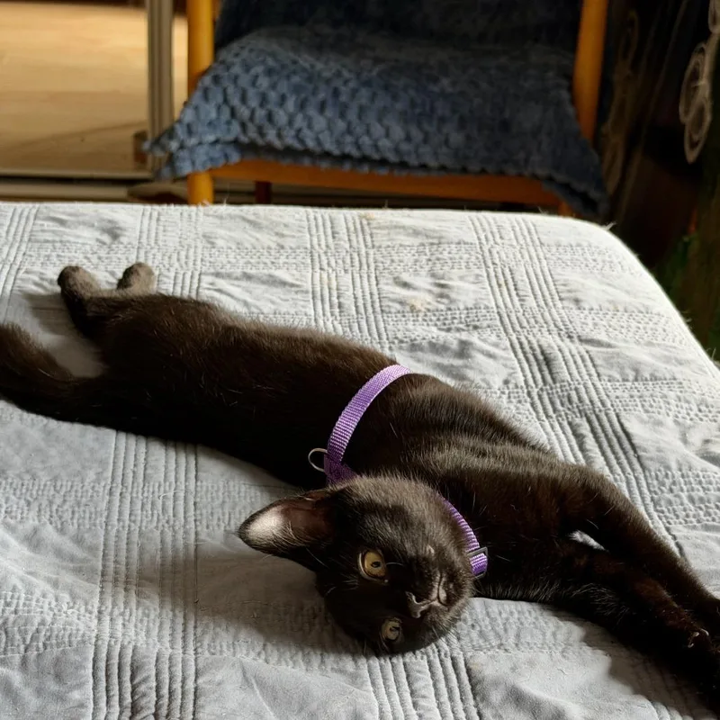 A baby small-sized male Black Domestic Short Hair cat named Damen for adoption in Skokie, IL
