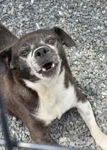 A senior small-sized male Chihuahua dog named Burt for adoption in Marshall, NC