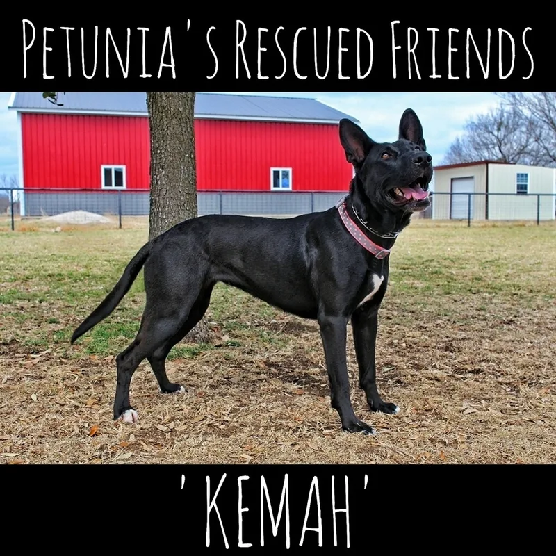 Kemah