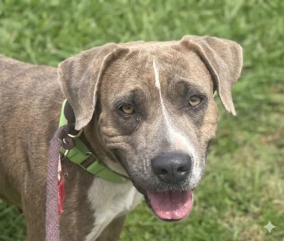 A young large-sized female Pit Bull Terrier dog named Plum for adoption in Tucson, AZ