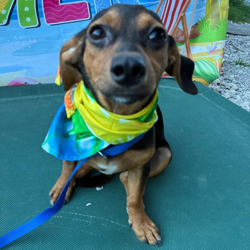 A baby small-sized female Black Chihuahua dog named Poppy for adoption in Aledo, TX