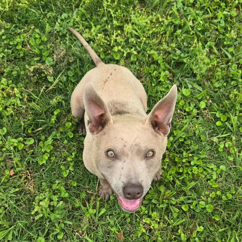 An adult medium-sized male Yellow / Tan / Blond / Fawn Thai Ridgeback dog named Frankie for adoption in Plumerville, AR