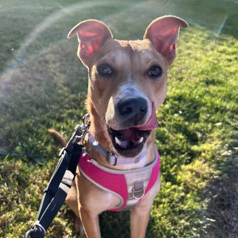 A young medium-sized female Apricot / Beige Pit Bull Terrier dog named Brooklyn for adoption in Salem, OR