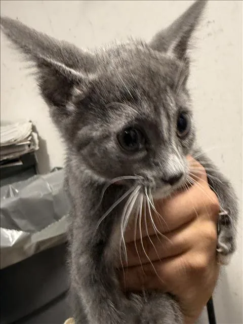 A baby medium-sized female Domestic Short Hair cat named A for adoption in Chatsworth, CA