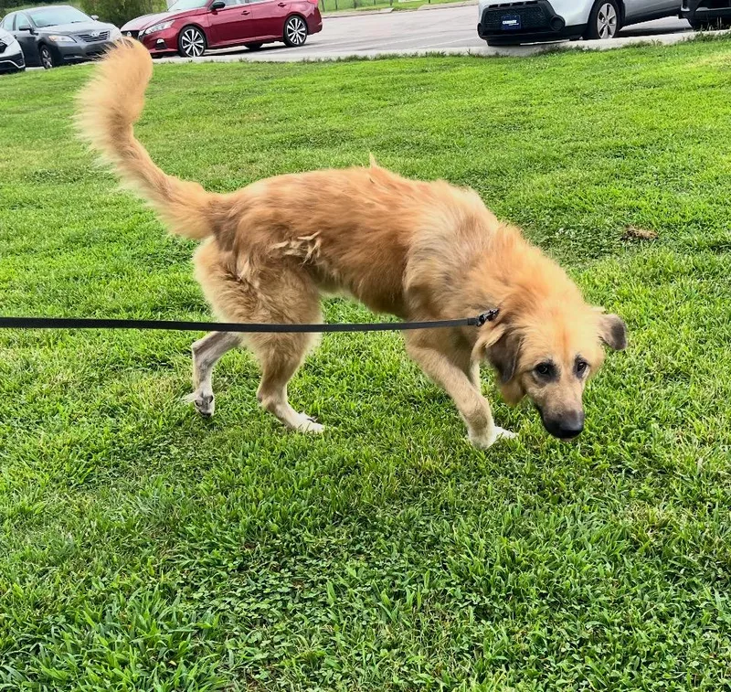Ranger