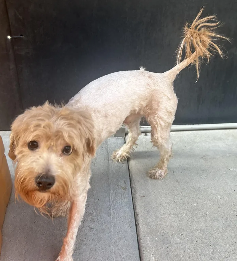 A young small-sized male Golden Cockapoo dog named Gelato for adoption in Oak Ridge, NJ