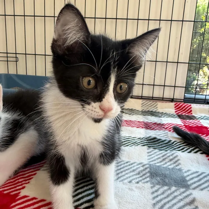 A baby small-sized female Black Domestic Short Hair cat named Wendy for adoption in Deerfield, IL