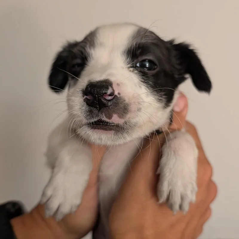 A baby small-sized female Black Mixed Breed dog named Kettle Corn for adoption in Park City, UT