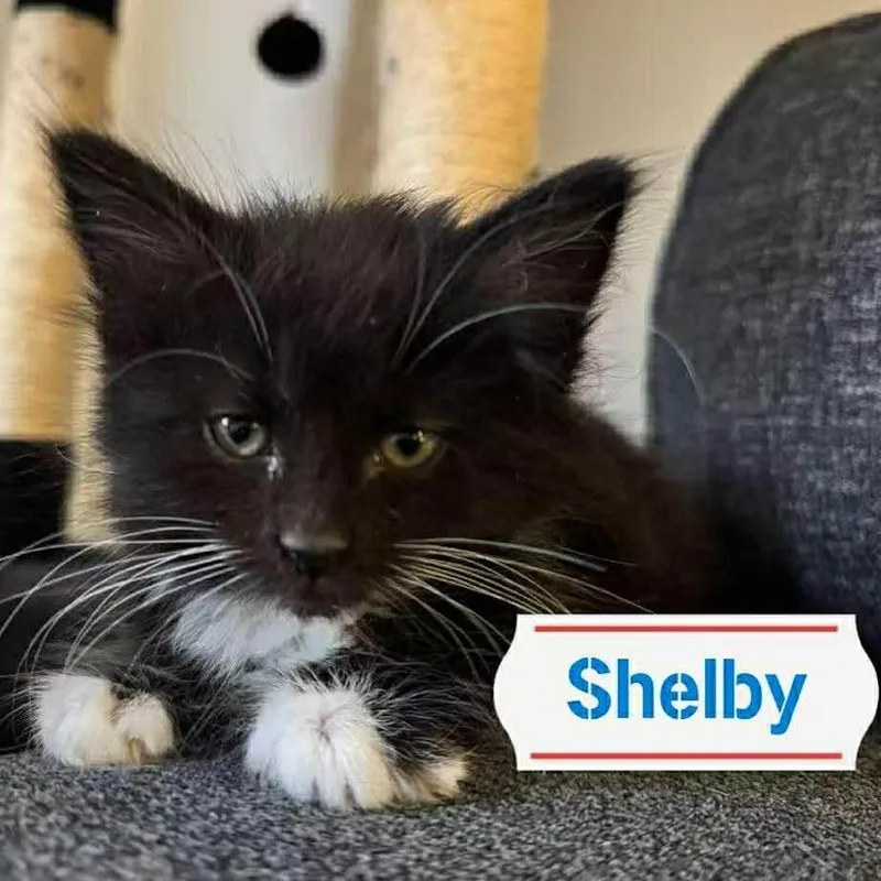 Shelby
