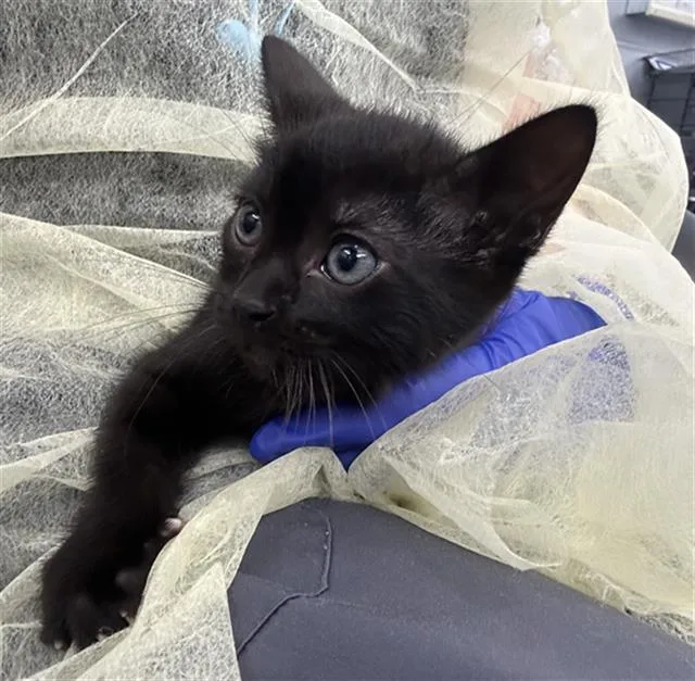 A baby medium-sized female Domestic Short Hair cat named Belle for adoption in Dallas, TX