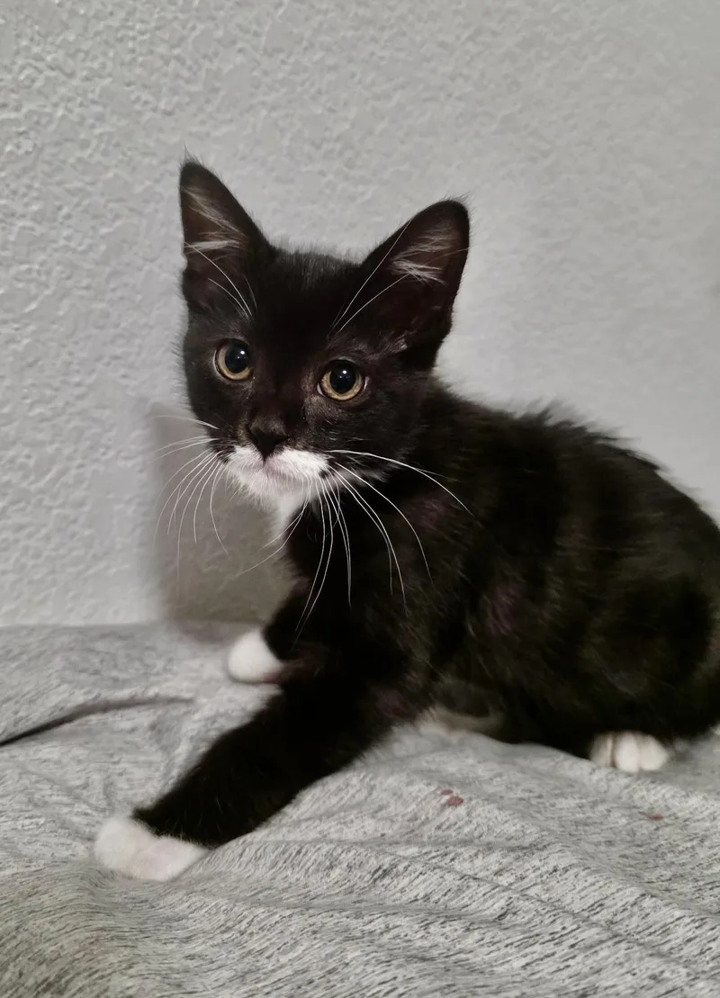 Oreo