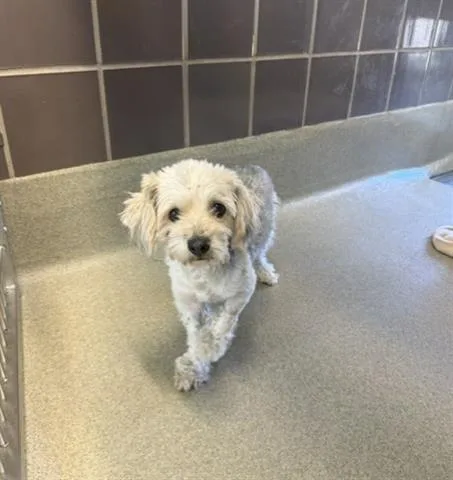 An adult small-sized male Lhasa Apso dog named Rocket for adoption in San Martin, CA