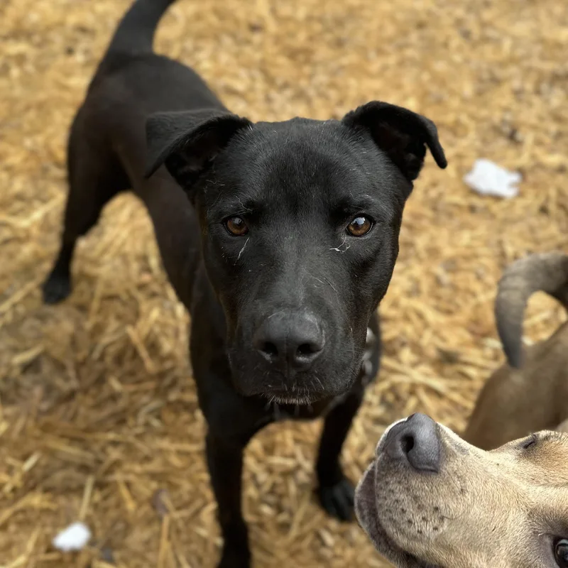 Carne Asada thumbnail 3