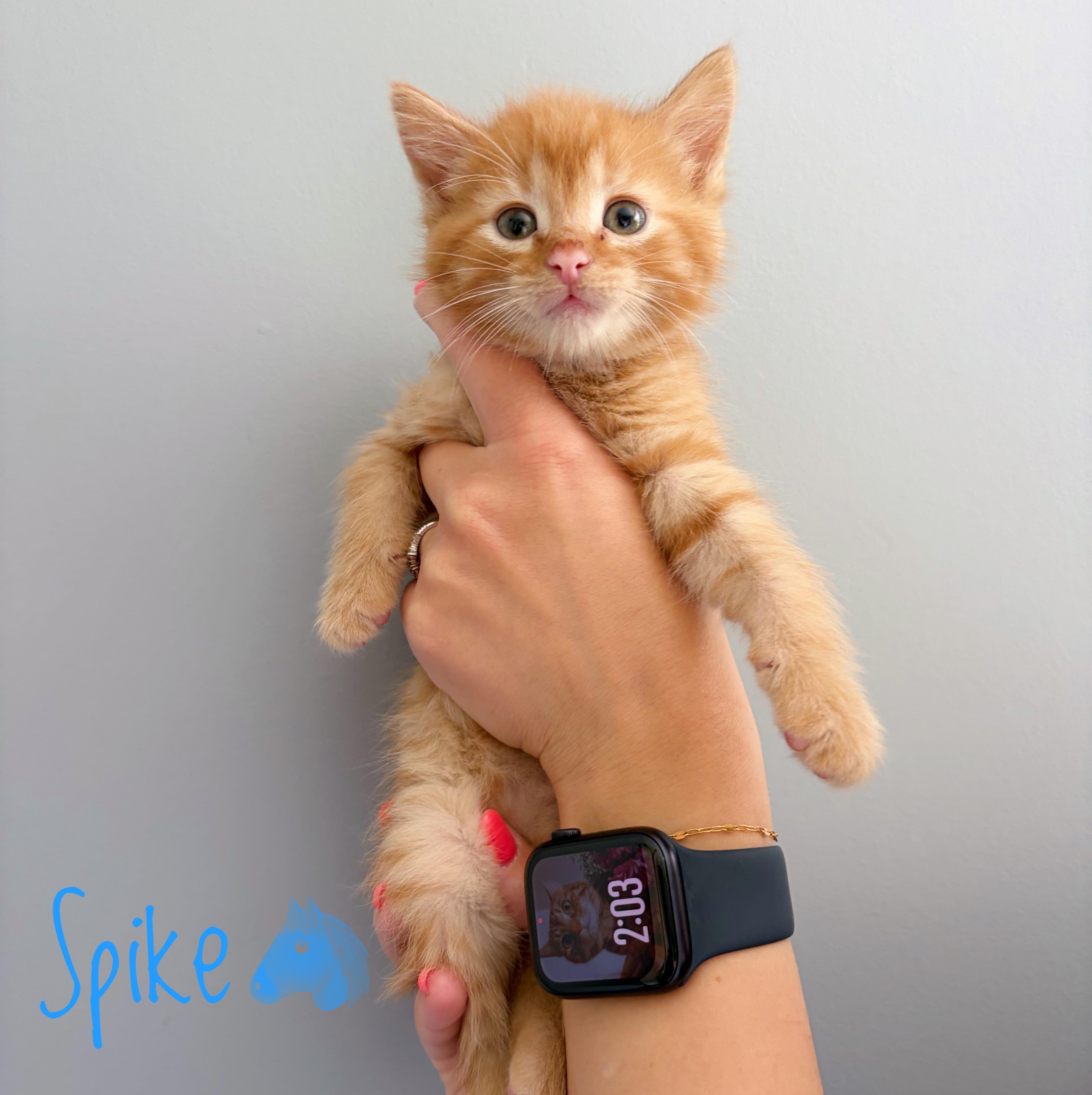 A baby medium-sized male Orange / Red Domestic Short Hair cat named Spike for adoption in Bethel, OH