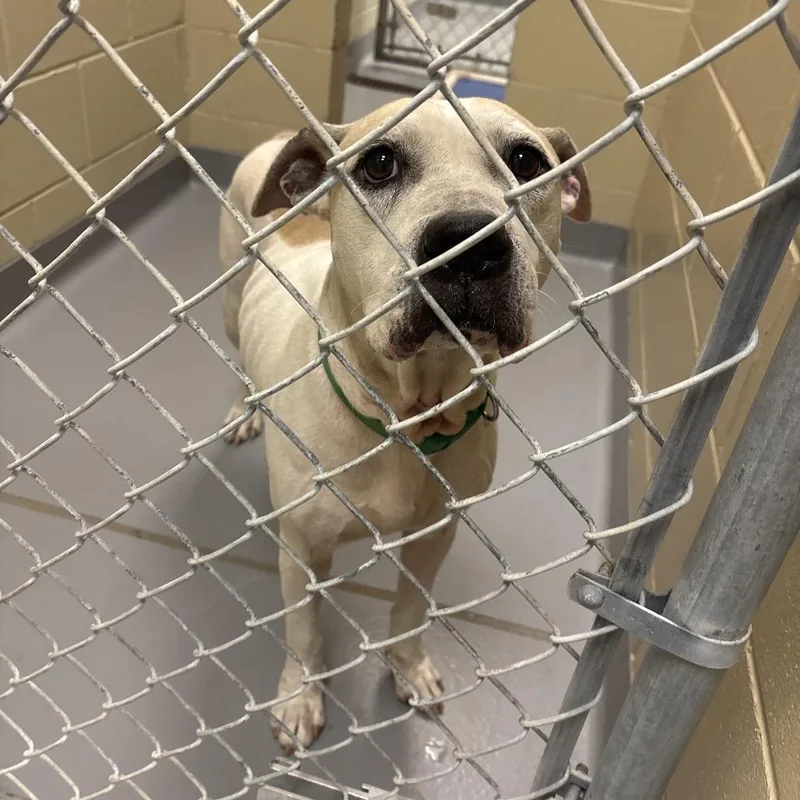 An adult medium-sized male White / Cream Mixed Breed dog named StraythStreet for adoption in Columbus, GA