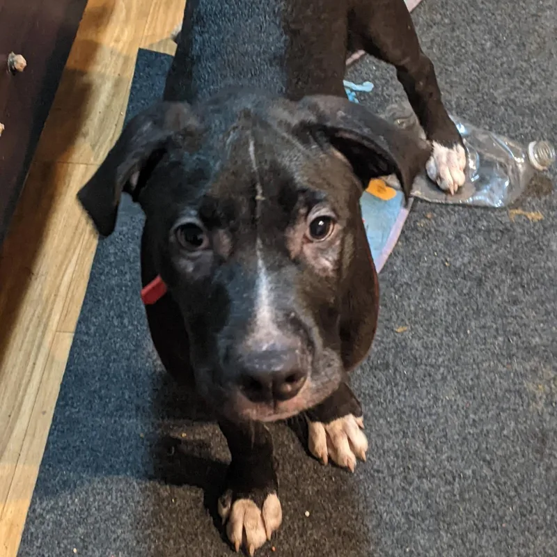 A baby medium-sized male Pit Bull Terrier dog named Bullseye for adoption in Martinez, CA