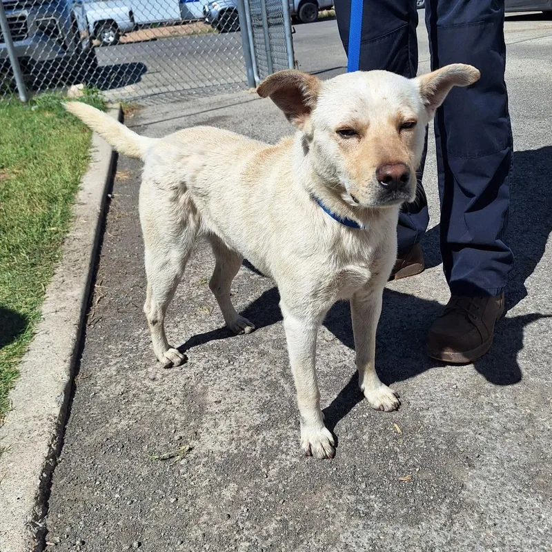 An adult medium-sized male White / Cream Cattle Dog dog named Leorio for adoption in Austin, TX
