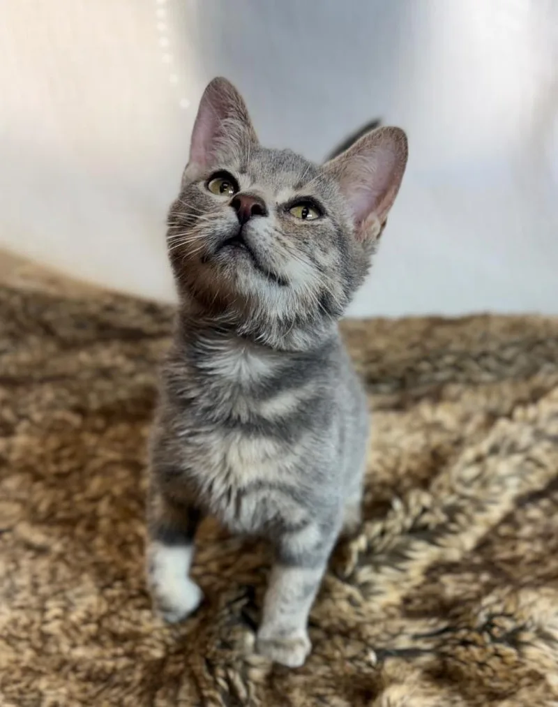 A baby medium-sized male Domestic Short Hair cat named Cinder for adoption in Wintersville, OH